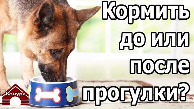 233. Кормить собаку перед прогулкой ОПАСНО ДЛЯ ЖИЗНИ! Когда кормить собаку - до прогулки или После? 233. Кормить собаку перед прогулкой ОПАСНО ДЛЯ ЖИЗНИ! Когда кормить собаку - до прогулки или После?