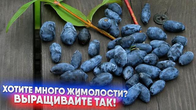 Хотите много жимолости? Выращивайте так! Хотите много жимолости? Выращивайте так!