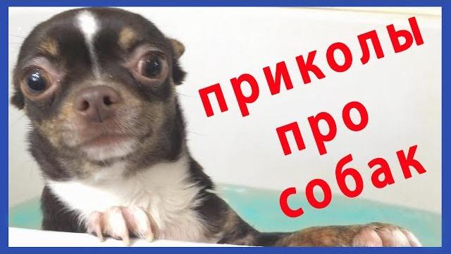 Приколы с моими собаками Смешное Видео про Масю и Тимку Приколы с моими собаками Смешное Видео про Масю и Тимку