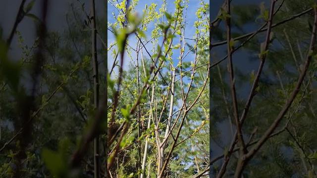 #видео #nature #naturelove #природа #лес #видео #nature #naturelove #природа #лес