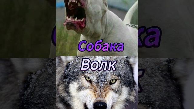 Бойцовская собака против волка! Кто сильнее? Бойцовская собака против волка! Кто сильнее?