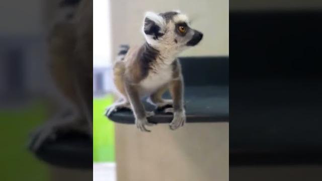 Как мяукает маленький кошачий лемур Как мяукает маленький кошачий лемур