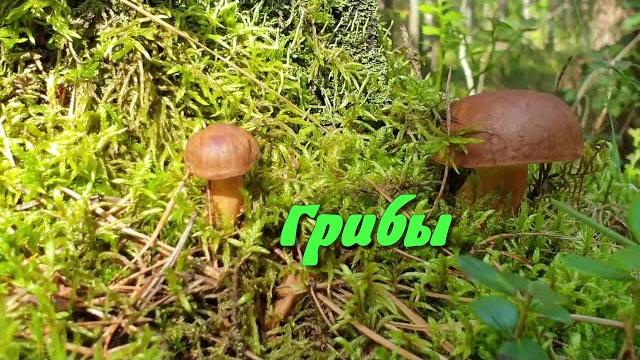 Детям про ГРИБЫ Детям про ГРИБЫ