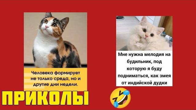 Смеяться разрешается! Котомемы, которые могли бы украсить смешные картинки мемы котики приколы Смеяться разрешается! Котомемы, которые могли бы украсить смешные картинки мемы котики приколы
