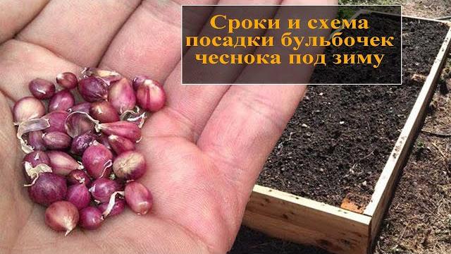 Как сажать бульбочки чеснока под зиму Как сажать бульбочки чеснока под зиму