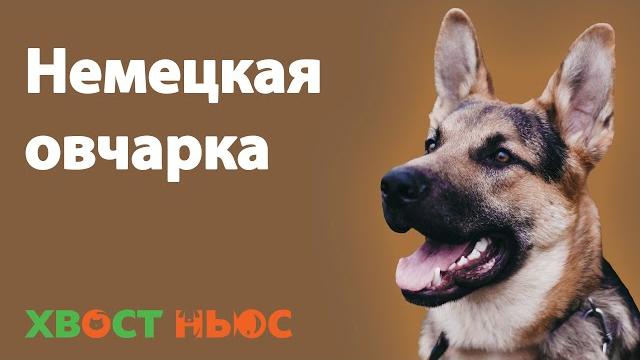 Все о породе немецкая овчарка Все о породе немецкая овчарка