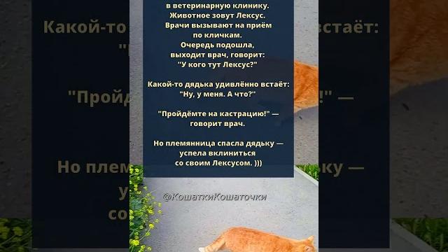 Лексус #кошки #котики #кот Лексус #кошки #котики #кот