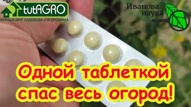 ОДНОЙ ТАБЛЕТКОЙ СПАС ВЕСЬ ОГОРОД! Кладоспориоз и другие болезни томата и огурца УНИЧТОЖЕНЫ! ОДНОЙ ТАБЛЕТКОЙ СПАС ВЕСЬ ОГОРОД! Кладоспориоз и другие болезни томата и огурца УНИЧТОЖЕНЫ!