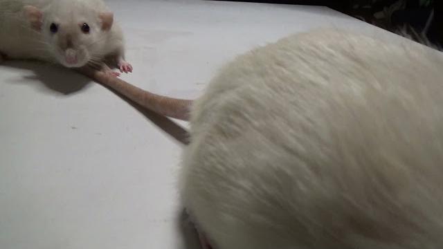 СКОЛЬКО ЖИВУТ ДОМАШНИЕ КРЫСЫ. СКОЛЬКО ЖИВУТ ДОМАШНИЕ КРЫСЫ.