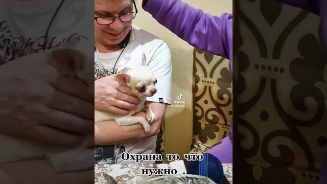 чихуа приколы. чихуахуа приколы. чихуа приколы. чихуахуа приколы.