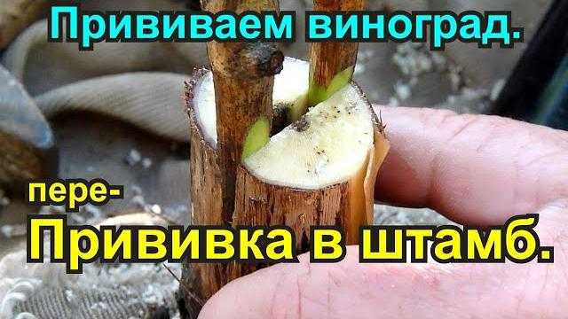 Прививка виноградного куста в штамб Прививка виноградного куста в штамб