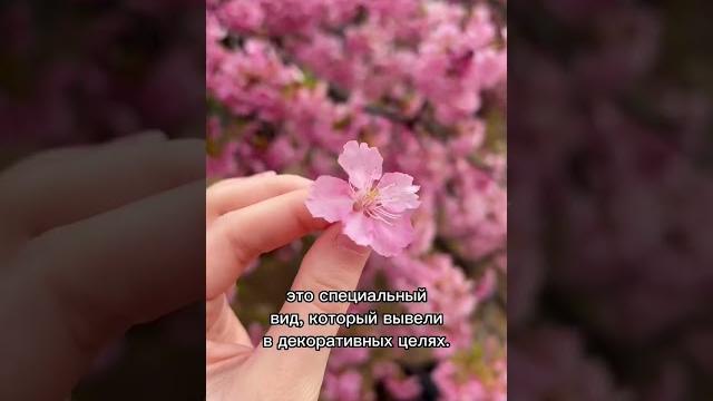 Чем сакура так уникальна? Чем сакура так уникальна?