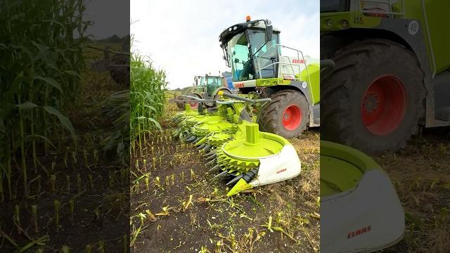 CLAAS 870 Jaguar Forage Harvester on Maize Silage #agri CLAAS 870 Jaguar Forage Harvester on Maize Silage #agri