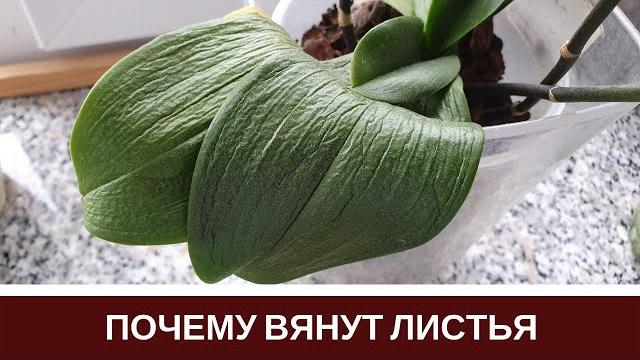Почему Вянут Листья Орхидеи Пропадает Тургор Листьев Фаленопсиса Почему Вянут Листья Орхидеи Пропадает Тургор Листьев Фаленопсиса