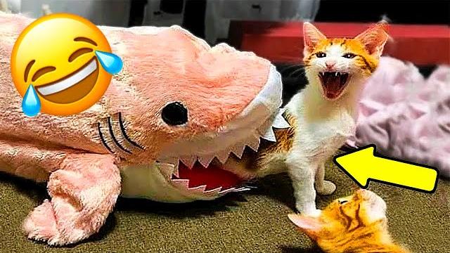 НОВАЯ ПОДБОРКА ПРИКОЛОВ С ЖИВОТНЫМИ 2025 года! Смешные видео. Лучшие ПРИКОЛЫ КОТЫ И СОБАКИ! НОВАЯ ПОДБОРКА ПРИКОЛОВ С ЖИВОТНЫМИ 2025 года! Смешные видео. Лучшие ПРИКОЛЫ КОТЫ И СОБАКИ!