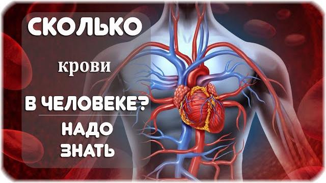 Сколько крови в человеке? Сколько крови в человеке?