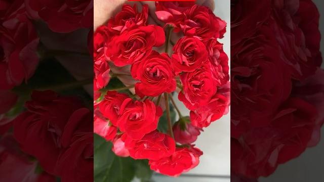 ГЕРАНЬ НЕ ЦВЕТЕТ? Поливайте в июне- июле так, завалит вас цветами #герань #plants #цветы ГЕРАНЬ НЕ ЦВЕТЕТ? Поливайте в июне- июле так, завалит вас цветами #герань #plants #цветы
