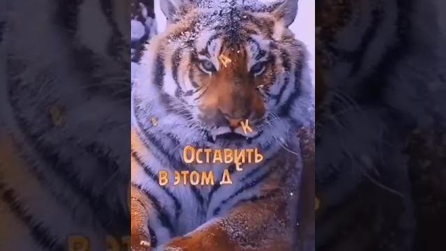 Год Тигра Приближается!!! Год Тигра Приближается!!!