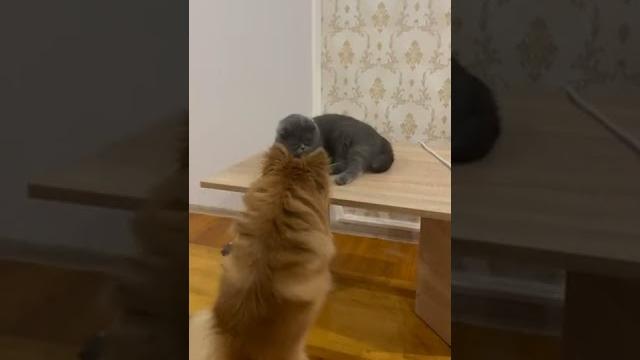 Померанский шпиц и британская кошка Померанский шпиц и британская кошка