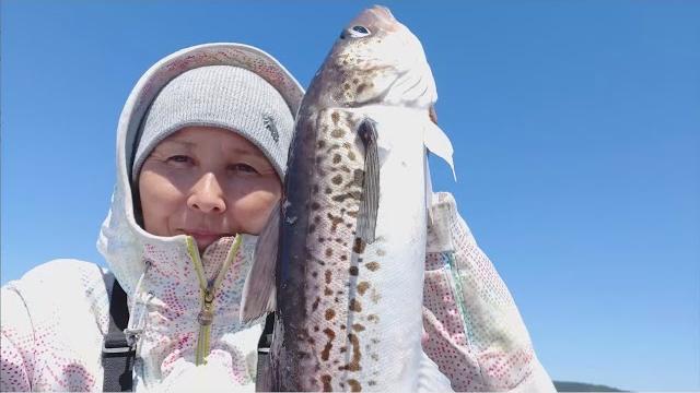 Охотское море. Попала в косяк рыбы. Охотское море. Попала в косяк рыбы.