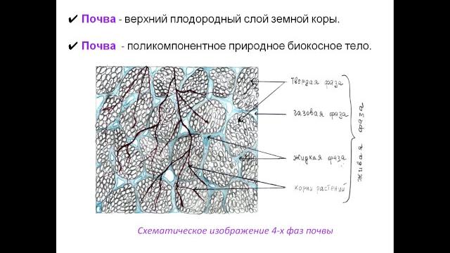 Факторы почвенного плодородия. Факторы почвенного плодородия.