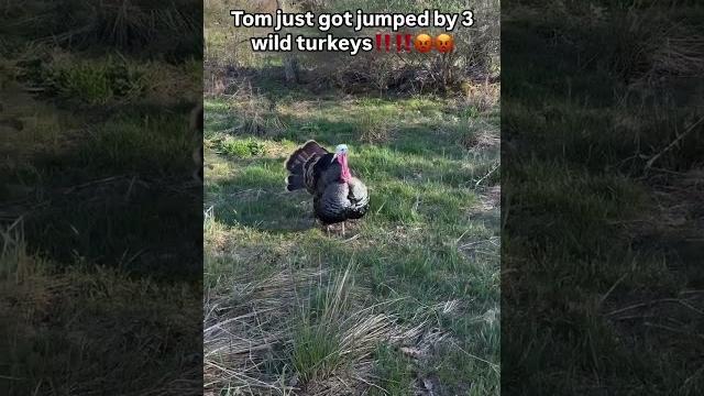 y’all, watch this video of this domestic bird getting rescued from wild turkeys trying to mess y’all, watch this video of this domestic bird getting rescued from wild turkeys trying to mess