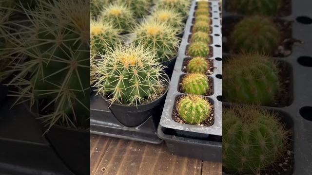 Как вырастить кактусы из семян? Как вырастить кактусы из семян?