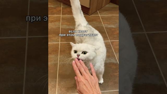 Как определить настроение кошки по хвосту #shorts Как определить настроение кошки по хвосту #shorts