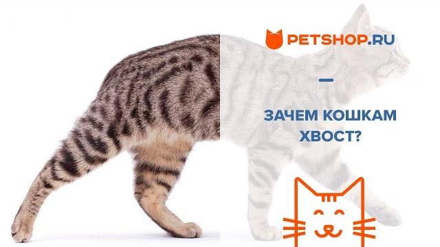ЗАЧЕМ КОШКЕ НУЖЕН ХВОСТ? ЗАЧЕМ КОШКЕ НУЖЕН ХВОСТ?