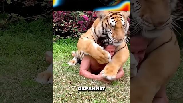 Спас тигра из колодца Спас тигра из колодца