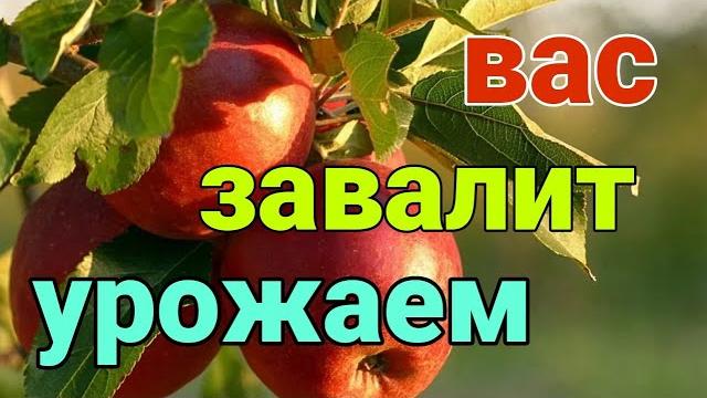 Чем подкормить яблоню, грушу, смородину и кусты вишни. Удобрение для плодово - ягодных культур Чем подкормить яблоню, грушу, смородину и кусты вишни. Удобрение для плодово - ягодных культур
