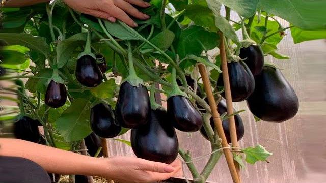 ЗОЛОТЫЕ ПРАВИЛА ВЫРАЩИВАНИЯ БАКЛАЖАНОВ! ЗОЛОТЫЕ ПРАВИЛА ВЫРАЩИВАНИЯ БАКЛАЖАНОВ!