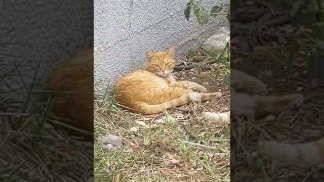 Смешные рыжие коты Funny cute Red Cats Lustige katzen 面白い Kucing lucu Gatos engraçados graciosos Смешные рыжие коты Funny cute Red Cats Lustige katzen 面白い Kucing lucu Gatos engraçados graciosos