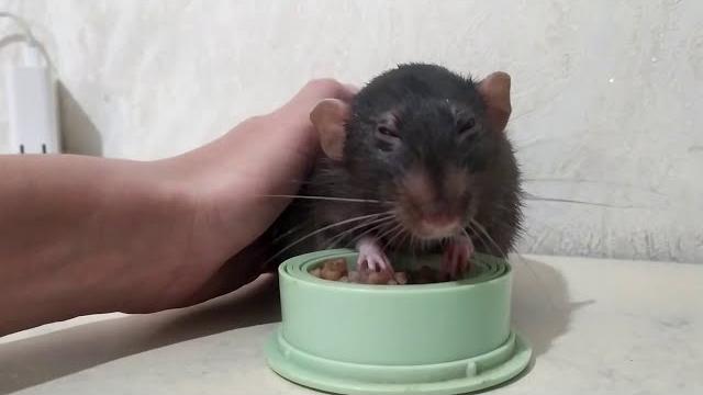 СКОЛЬКО ЛЕТ ЖИВУТ КРЫСЫ СКОЛЬКО ЛЕТ ЖИВУТ КРЫСЫ