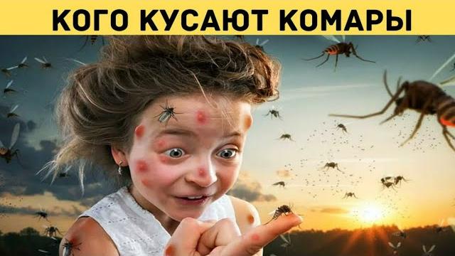 Кого чаще кусают комары? Кого чаще кусают комары?