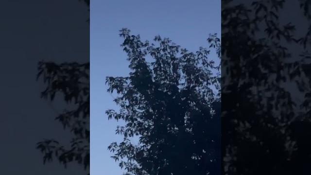 Брянск, ТРЕВОЖНО Брянск, ТРЕВОЖНО