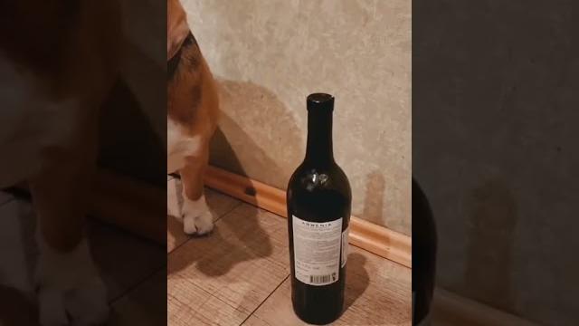 Бигль Грэта и алкоголь|Beagle Greta| Бигль Грэта и алкоголь|Beagle Greta|