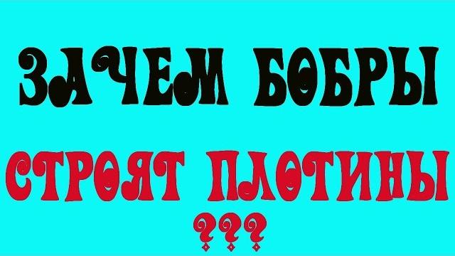 Зачем бобры строят плотины? Вопрос про бобров Зачем бобры строят плотины? Вопрос про бобров
