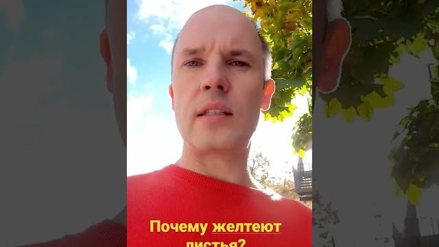 Почему осенью желтеют листья? Почему осенью желтеют листья?