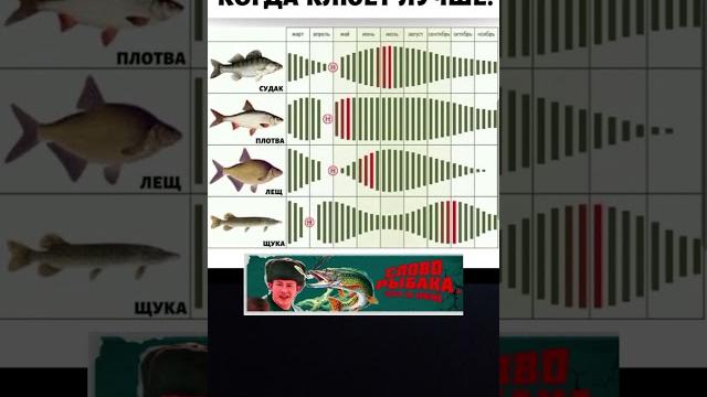 клёв рыбы по месяцам календарь рыболова клёв рыбы по месяцам календарь рыболова