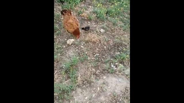 Курица с цыплятами Курица с цыплятами