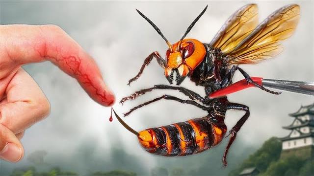 STUNG by the Murder Hornet! STUNG by the Murder Hornet!
