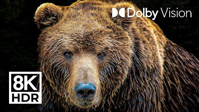LEGENDARY ANIMALS - (DOLBY VISION™) - 8K ULTRA HD HDR LEGENDARY ANIMALS - (DOLBY VISION™) - 8K ULTRA HD HDR