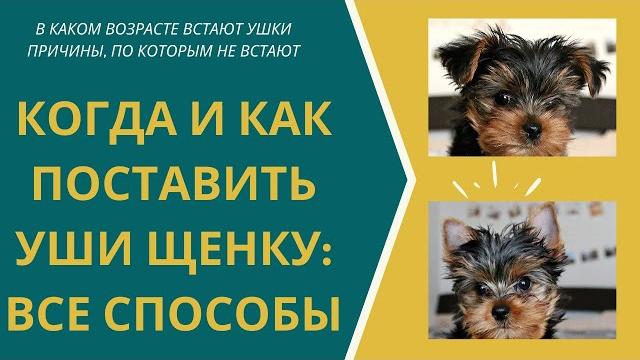 Как поставить уши йорку? Когда встают уши у йорка? Почему не поднимаются уши у йоркширского терьера? Как поставить уши йорку? Когда встают уши у йорка? Почему не поднимаются уши у йоркширского терьера?