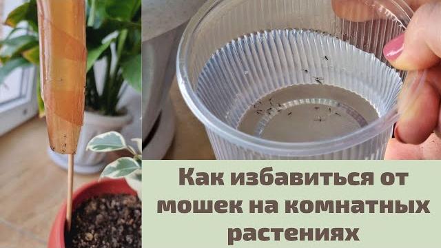 Как избавиться от мошек в цветочных горшках безопасными для людей и растений средствами Как избавиться от мошек в цветочных горшках безопасными для людей и растений средствами