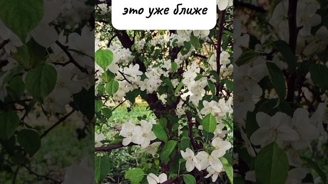 Диета " 6 лепестков " #яхудею #какпохудеть #диетадляпохудения #диета6лепестков #какпохудетьзанеделю Диета " 6 лепестков " #яхудею #какпохудеть #диетадляпохудения #диета6лепестков #какпохудетьзанеделю