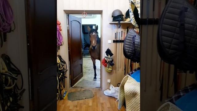 лошадь зашла в дом за яблоком /#shorts #лошади лошадь зашла в дом за яблоком /#shorts #лошади