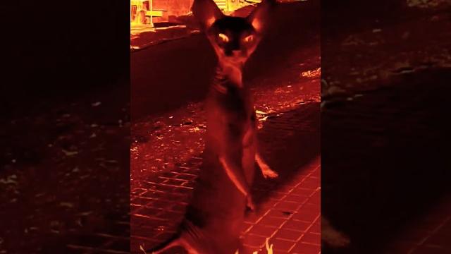 dancing cat funny video cat sound dancing cat funny video cat sound
