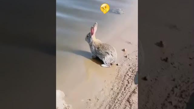 Как плавает кролик (rabbit swims, أرنب يسبح, 兔子游泳) Как плавает кролик (rabbit swims, أرنب يسبح, 兔子游泳)