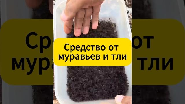 Топ средство от муравьев и тли! #дача #огород #сад #муравьи #тля #вредители #лайфхак #советы Топ средство от муравьев и тли! #дача #огород #сад #муравьи #тля #вредители #лайфхак #советы